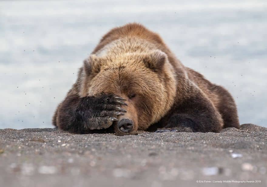 Comedy Wildlife Photography Awards Finalists 2019 Foto Lucu Beruang Grizzly