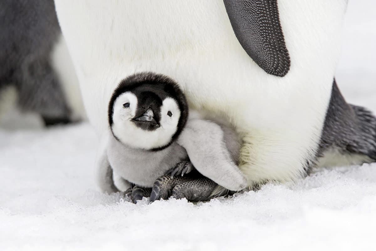 04. Foto Bayi Binatang Pinguin - Design Erlistic