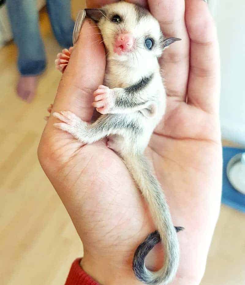 14. Foto Bayi Binatang Possum Layang - Design Erlistic