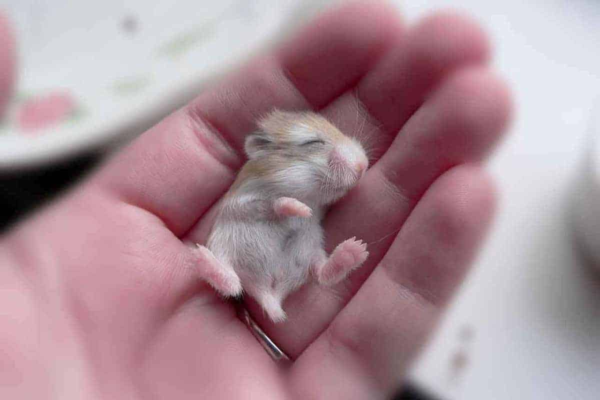 27. Photography Bayi Binatang Hamster - Design Erlistic