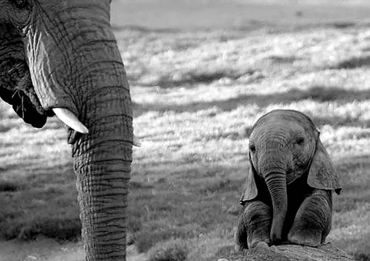 28. Photo Bayi Binatang Gajah - Design Erlistic