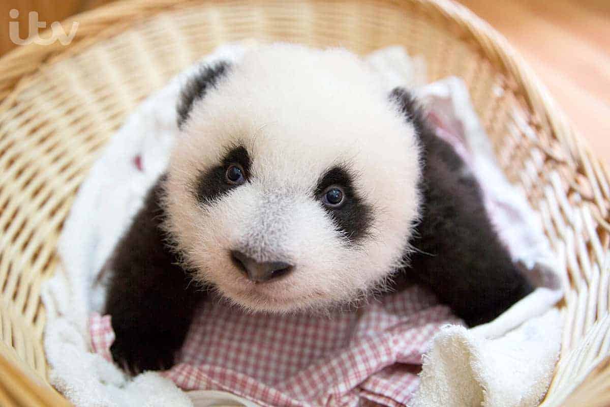 30. Foto Bayi Binatang Panda - Design Erlistic